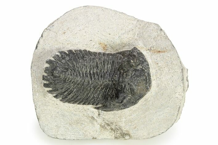 Bargain, Hollardops Trilobite - Ofaten, Morocco #254494